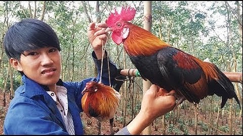 Yos Hav Zoov 2018 - Cuab Qaib Qus 2018. Hmoob Entertainment