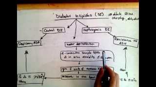 Differentiating Central Diabetes Insipidus And Nephrogenic Diabetes Insipidus