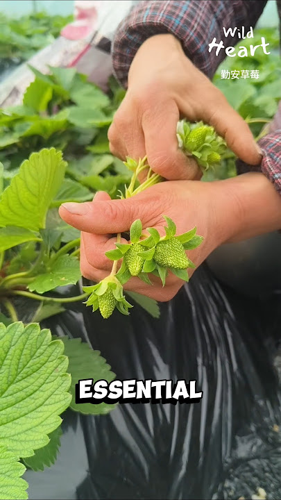 Secrets to Premium Strawberries