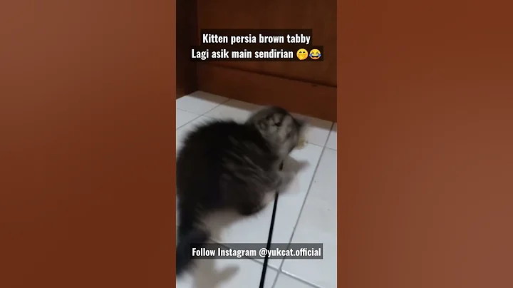 Video 546881: kitten persia, kucing, kitten maine