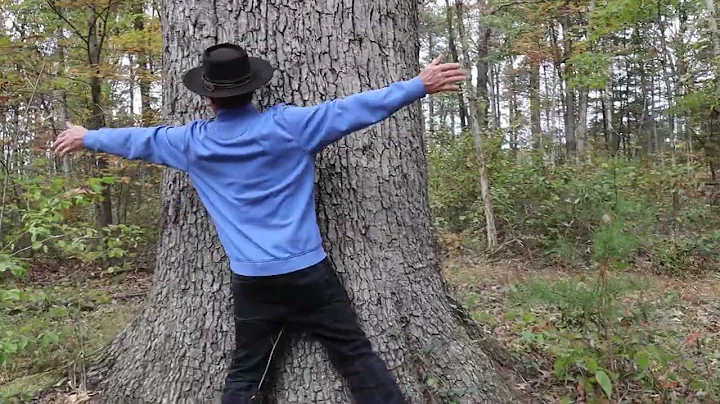 Witness Tree Of The First Amendment Leeland & Madison 