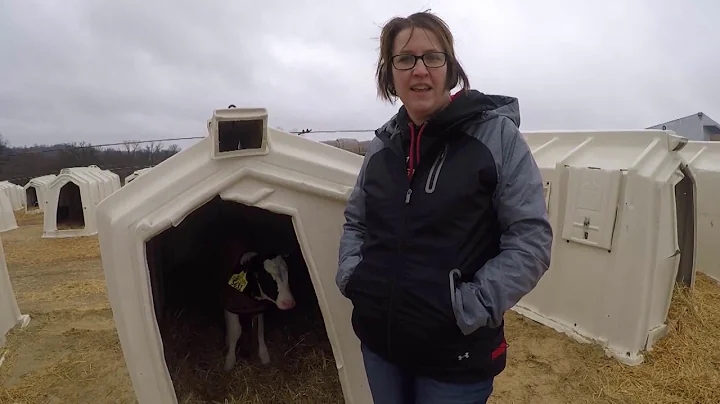 Starting Strong:  A Day in the Life of a Calf Rais...
