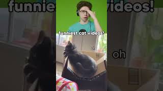 FUNNIEST Cat Videos Of 2024😂 #reaction