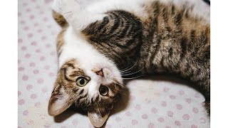 【surprise! Top 10 affectionate behaviors cats show to humans】