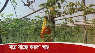 মেহেরপুরে এ বছর অতি বৃষ্টির কারণে বেশির ভাগ জমির করলা গাছ মরে যাচ্ছে 26Oct.20