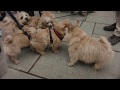 Norwich Terrier Meet Up