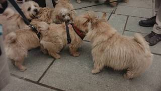 Norwich Terrier Meet Up