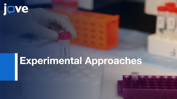 Mitochondrial Localization & Function Of Nuclear Cell Cycle Kinase, Cdk1 l Protocol Preview