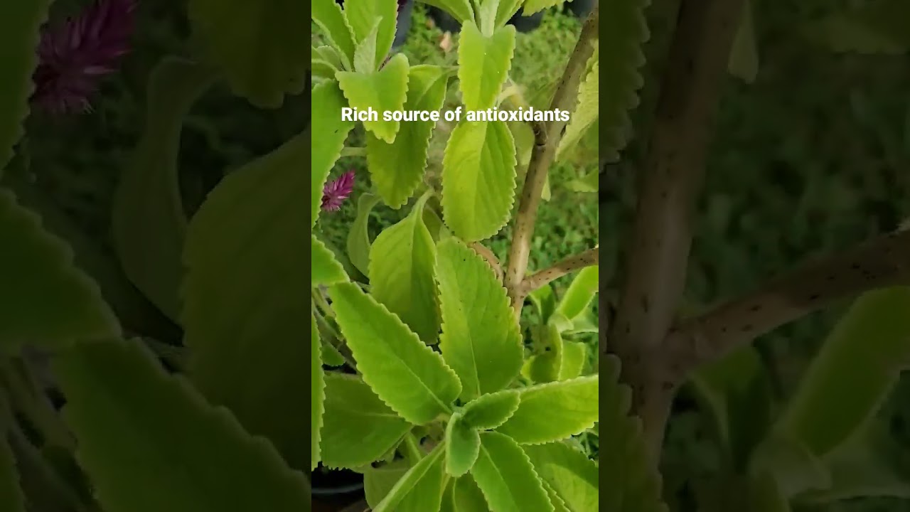 Benefits of Growing Sage! 