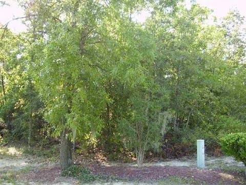 117 Augustus Drive, Warner Robins, GA home video tour
