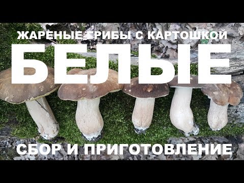 БЕЛЫЕ ГРИБЫ ЖАРЕНЫЕ С КАРТОФЕЛЕМ. СБОР ГРИБОВ. ПРИГОТОВЛЕНИЕ. РЕЦЕПТЫ СЮФ