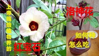 洛神花-上帝赐给植物界的红宝石如何种？怎么吃? 