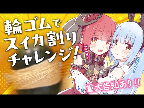 【輪ゴムでスイカ割りチャレンジ】スイカ割って告知をするぞ！【ホロライブ/宝鐘マリン・兎田ぺこら】#ホロハニ