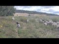 Diretta live ³ Dog Sheep transhumance 🤠 ⁵⁵lamb#dog