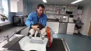 How to get your cat in the carrier - Vet Advice