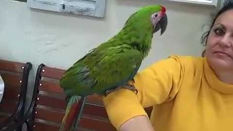 Thumbnail of Buffons Macaw at Parrot Spots