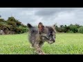 【保護した子猫】こんなに元気になりました『ハンデなんて関係ねー!』