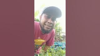 DIRASANI tanggane (DIGHIBAH Tetangga)