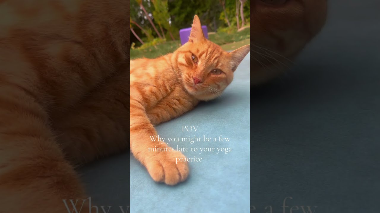  POV Why You Might Be A Few Minutes Late For Your Yoga Practice Cutecats Short