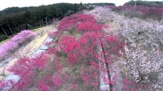 梅満開！ドローン空撮 PHANTOM2 in 梅園の里　Japanese apricot