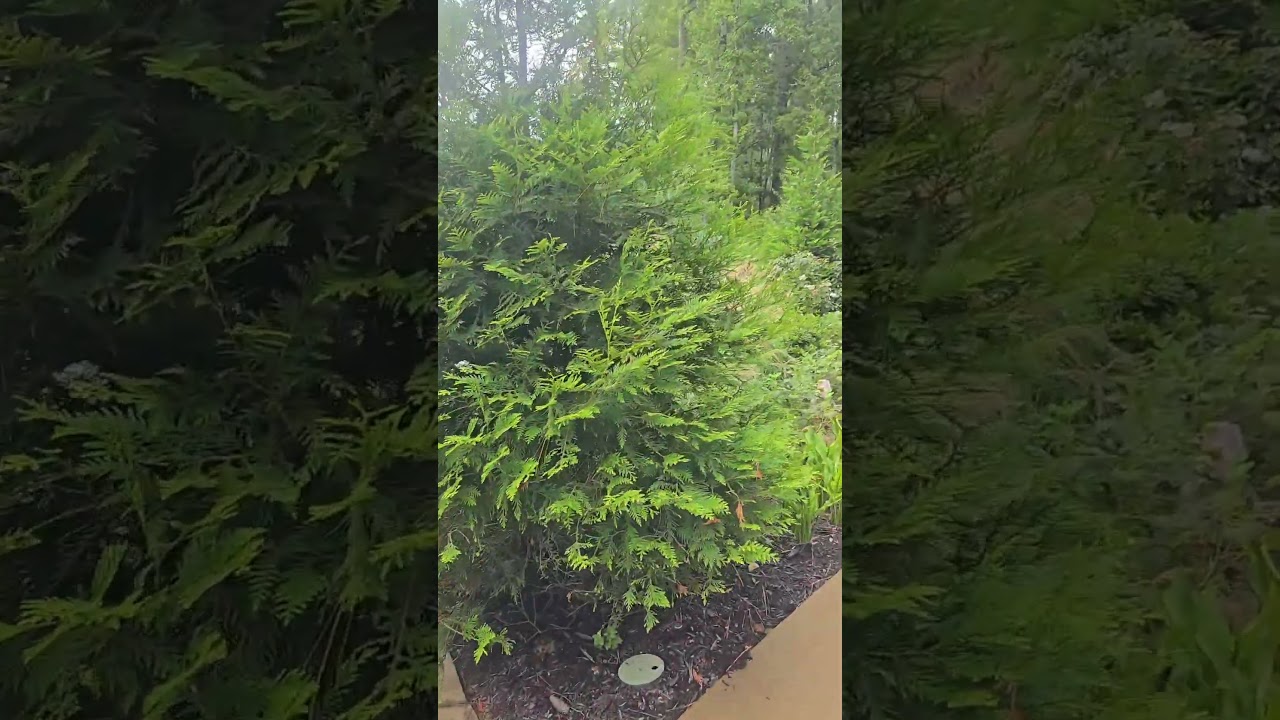 Did YOU know Thuja Arborvitae.......