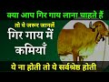 GIR Cow Breed Issues /  Gir Gay Ki Nasl Kaisi hoti hai / Konsi Gay Leni Chahiye by   Ramawat