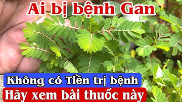 Bài thuốc trị bệnh gan B, Men gan cao. PHAN HẢI Channel