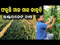      how to start cucumber farming in odisha efarmingodisha