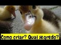 NASCERAM MAIS PATINHOS 😍 | DICAS PARA CRIAÇÃO DE PATOS