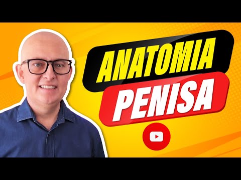 ANATOMY OF THE PENIS - Subtitles in English - Uncovering the SECRETS OF MALE GENITALS Sex Education