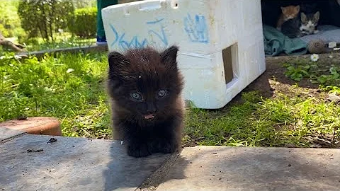 Video 2219261: kitten cute black, little black kitten, beautiful kitten, kitten funny, cute cat, baby cats, kitty