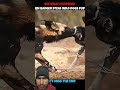 #Honey Badger Vs Wild Dogs