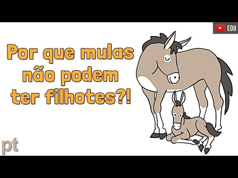 Vídeo: Vídeos de acasalamento de cavalos e informações de reprodução