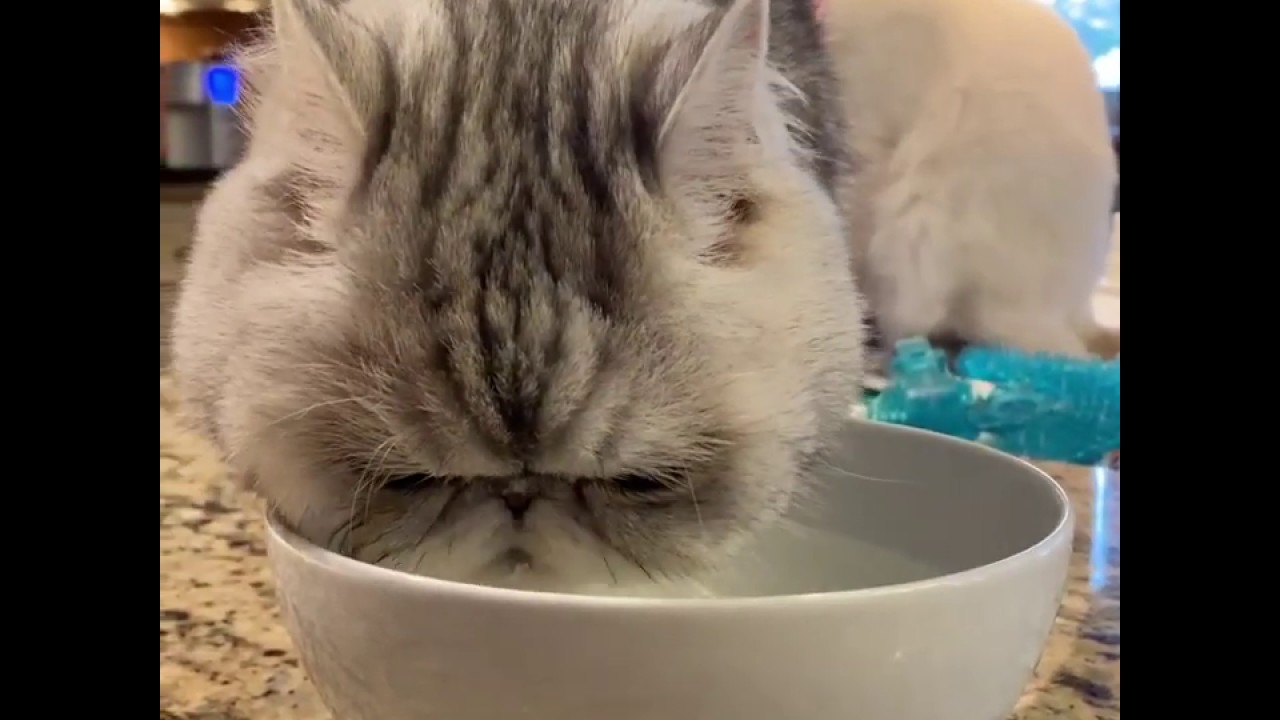 Cat Drinking Refreshing Water ASMR YouTube