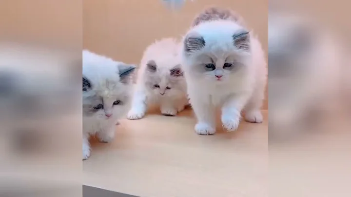 Watch the video about Baby kitten reacts to its first bath