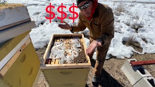 ELAP - Money for Dead Honeybees at Kettle Haven Ranch by Kettle Haven Ranch LLC 146 views 2 years ago 5 minutes, 33 seconds