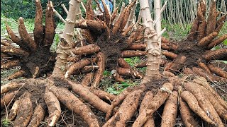 Petani Sukses / Panen Singkong Bibit Hibrida Madu. Hasil memang JOSS.....!!👍👍 Gak Ada Lawan..