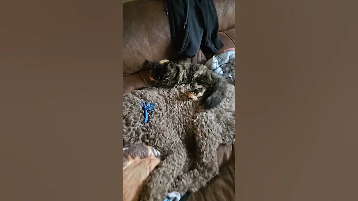 Video 3116051: mainecoon sleep