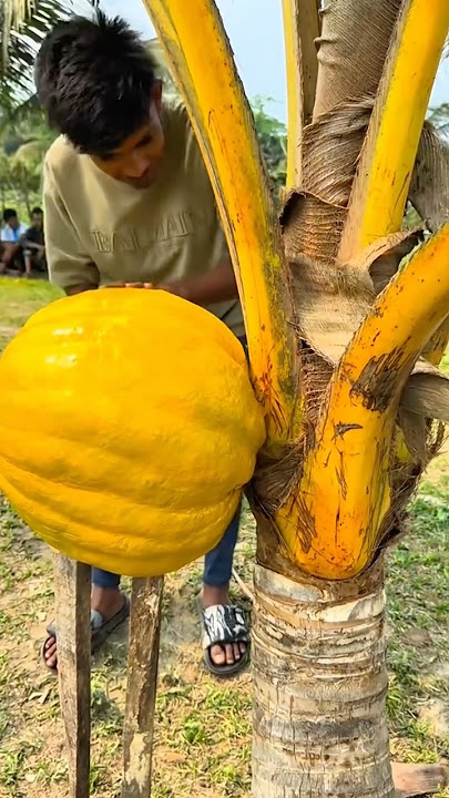 The strangest and most unique yellow coconut at first glance looks like a pumpkin #coconut #coconut