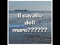 Il CAVALLO.🐴INCREDIBILE!!! MARE ADRIATICO-ESISTONO I CAVALLI DELL MARE???😀