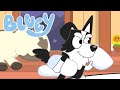 Bluey fan animated short 2  mackenzie  pillow fight