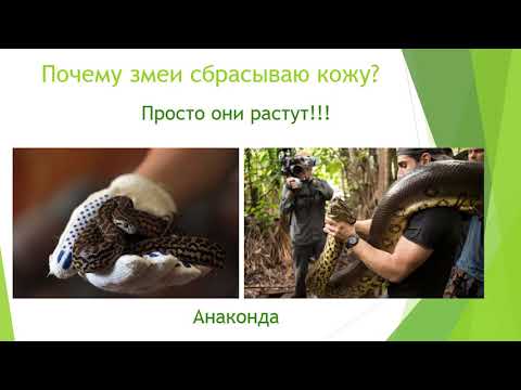 Почему змеи сбрасывают
