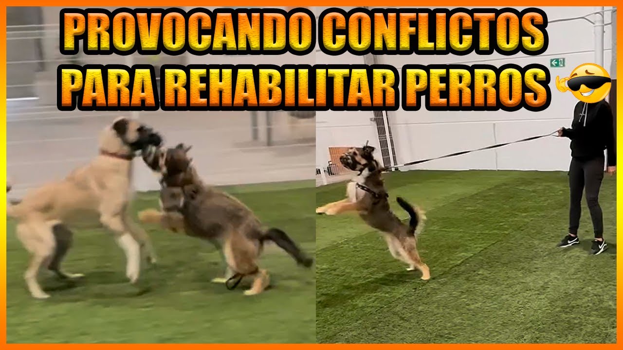 P3Le4s de Perros “Educativas”