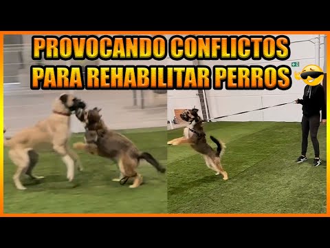P3Le4s de Perros “Educativas”