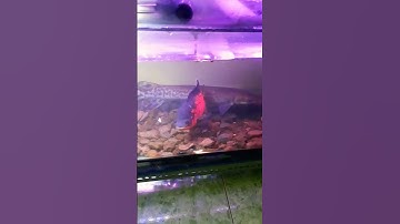Oscar fish feeding - Cho Cá tai tượng Châu Phi ăn cá đông lạnh #shorts #monster #oscarfish #feeding