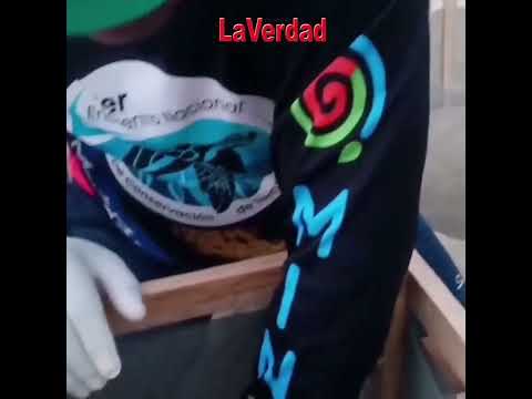 Nacieron tortuguillos cardón en La Sabana