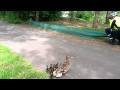 Saving a duck family crossing a busy street in Cologne