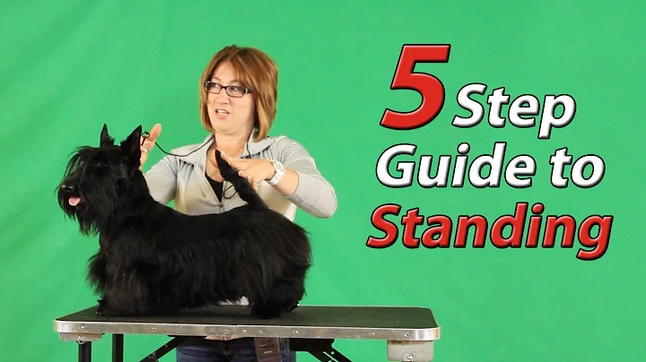 5 Steps to Standing the Scottish Terrier Show Dog ...