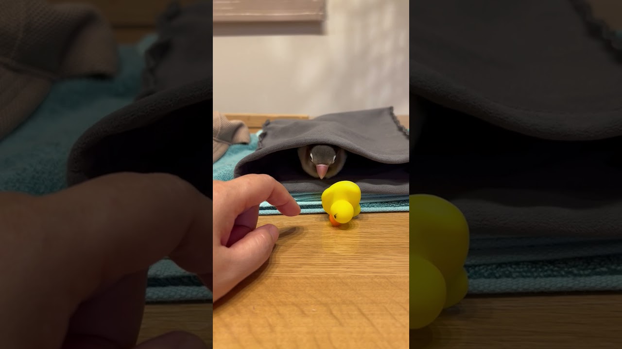 Jealous Parrot Displays Envy and Demands Attention