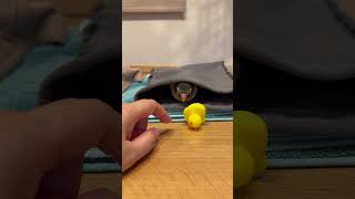 Jealous Parrot Displays Envy and Demands Attention